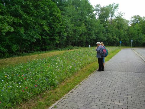 Parkplatzgrünstreifen Sommer 2018 30
